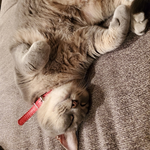 Meet your Posher, Monica - Picture 4 of 6